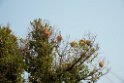 Golden weaver reder.20140311_7874