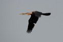 Indian Darter.20140311_8095