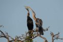 Indian Darter.20140311_8113