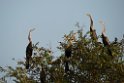 Indian darter.20140311_8011