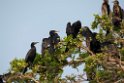 Indian shag.20140311_8004
