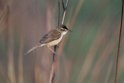 Manchurian reed warbler.20140311_7927