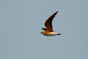 Oriental Pratincole.20140311_7970