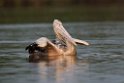 Spot-billed Pelican.20140311_8024