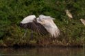 Spot-billed Pelican.20140311_8063