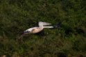 Spot-billed Pelican.20140311_8065