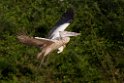 Spot-billed Pelican.20140311_8066