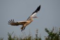 Spot-billed Pelican.20140311_8070