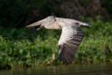 Spot-billed Pelican.20140311_8103