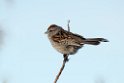 American Tree Sparrow_DSC590620140611