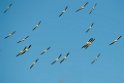 American White Pelican_DSC526120140605