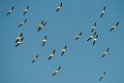 American White Pelican_DSC526220140605