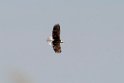Bald Eagle_DSC508620140601