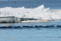 Baluga_DSC620820140612