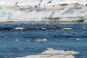 Baluga_DSC626120140612