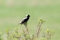 Bobolink_DSC512820140601