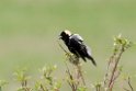 Bobolink_DSC514420140601