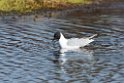 Bonaparte´s Gull_DSC580920140610