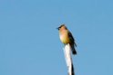 Cedar waxwing_DSC519520140603