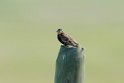 Chestnut-collared Longspur_DSC528620140605