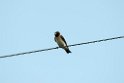 Cliff Swallow_DSC530720140605