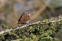 Fox sparrow._DSC610520140611