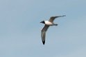 Franklin's Gull_DSC508720140601