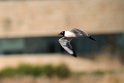 Franklin's Gull_DSC510220140601