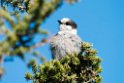 Gray Jay_DSC609720140612