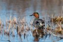 Green-winged Teal_DSC568920140609