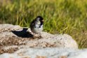 Harris´s Sparrow_DSC607920140612