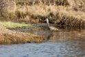 Hudsonian Godwit_DSC583020140610