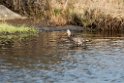 Hudsonian Godwit_DSC583220140610