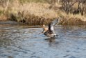 Hudsonian Godwit_DSC584220140610