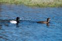 Lesser Scaup_DSC568520140609