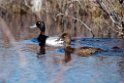 Lesser Scaup_DSC569720140609