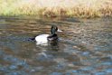 Lesser Scaup_DSC592520140611
