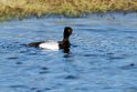 Lesser Scaup_DSC593220140611