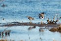 Lesser Yellowlegs_DSC559920140609