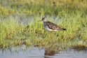Lesser Yellowlegs_DSC580420140610
