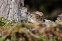 Lincolm's Sparrow_DSC605220140612