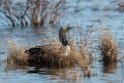 Pacific loon_DSC573720140610