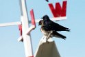 Purple Martin_DSC505020140601