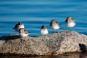 Sandpipers_DSC615320140612