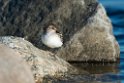 Semipalmated Sandpiper_DSC616020140612