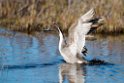 Spidsand_DSC611820140612