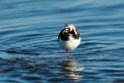 Stenvender_DSC617220140612