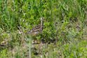 Upland Sandpiper_DSC534220140605