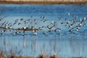 Waders_DSC563520140607