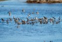Waders_DSC567420140607